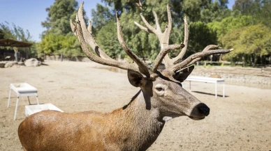 İzmir’de tedavi edilen kızıl geyik “Paşa” doğal yaşam parkındaki sürüsüne katıldı