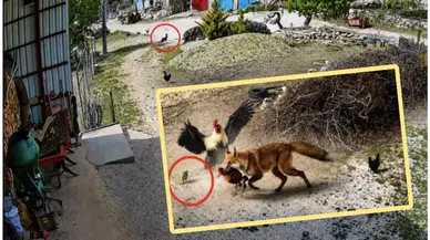 Burdur'da horoz, tilkinin pençesindeki tavuğu cesurca kurtardı!