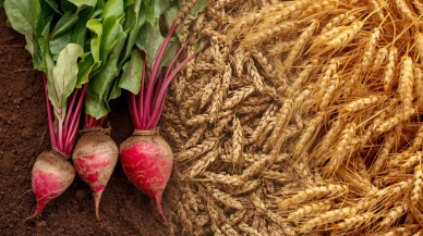 Çiftçilere 255,4 milyon liralık tarımsal destek ödemesi bugün hesaplara yatıyor