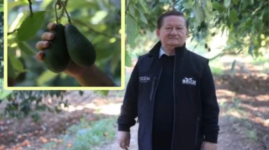 Antalya avokado üretiminde tarihi rekora imza attı