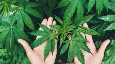 Kenevir yetiştiriciliğinde devrim: Yeni yönetmelik neler getiriyor?