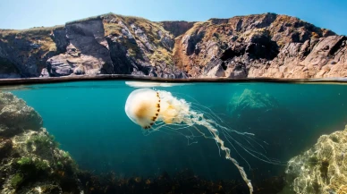 2026 Dünya Gelecek Enerji Zirvesi'nde David Attenborough'un okyanus belgeseli gösterilecek