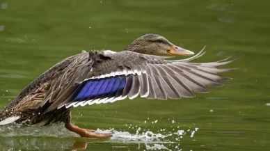 İngiltere'den kuş gribi için yeni biyogüvenlik rehberi: Kümes sahipleri ne yapmalı?
