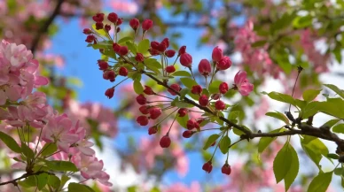 Son cemre toprağa düştü, bahar resmen geldi! Tarım ve hayvancılıkta hareketlilik bekleniyor