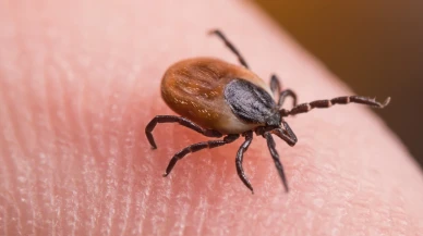 Sivas'ta Kırım Kongo uyarısı: 21 yaşındaki genç can verdi