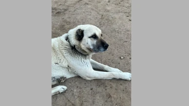 Kangal köpeği’ni ani hava değişimi vurdu: “Depresyona girdiler”