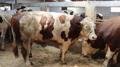 Et ve Süt Kurumu satılamayan kurbanlıkları alacak