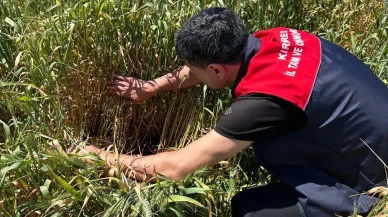 Tarlada bilinçsiz ilaçlama dönemi bitiyor: Kırklareli'nden üreticiye kritik uyarı