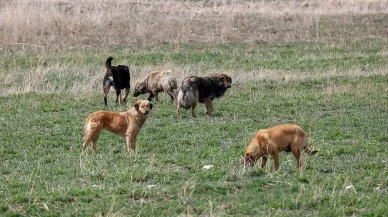 Köpek saldırısına uğrayan 5 yaşındaki Hamza'nın ölümünde belediye başkanına soruşturma izni