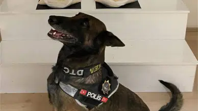 Zehir tacirlerine otoyolda suçüstü: Narkotik köpeği Dangal geçit vermedi
