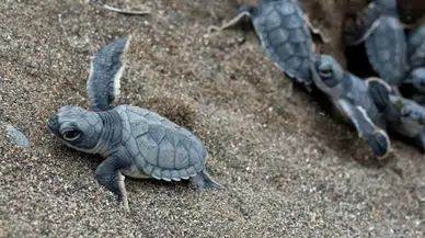 Samandağ'da yavru yeşil deniz kaplumbağaları denizle buluşuyor: Ekipler kumsalda nöbette