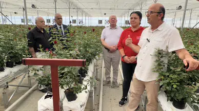 Isparta’da kesme gül ve topraksız domates yatırımı