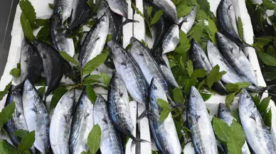 Karadeniz'de palamut bereketi: Tezgahlar şenlendi
