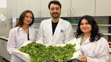 Devrim niteliğinde buluş: Sinir otu ile antibiyotik direnci kırılıyor