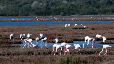 Muğla’nın ulusal sulak alanı göçmen kuşlarla doldu