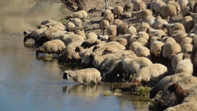 Muş'ta göçerlerin dönüş yolculuğu: Hava soğudu yaylalar boşalıyor