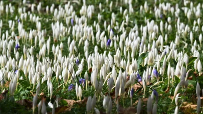 Trabzon yaylalarında sonbahar: Vargit çiçekleri doğayı renklendiriyor