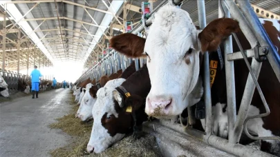 Ordu'da büyükbaş hayvanın saldırısına uğrayan kişi hayatını kaybetti