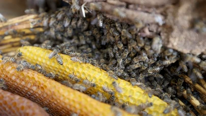 Mürvet Gürses'in organik bal üretiminde geleneksel yöntemler