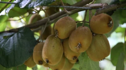 Don etkisiyle rekolte düşüşü: Ordu kivisi 80 liraya ulaştı