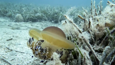 Marmara Denizi'nde müsilaj izine rastlanmadı: Gazioğlu'ndan açıklamalar
