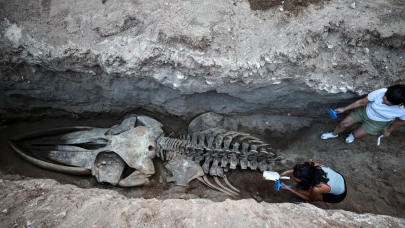 MEÜ’den tarihi proje: 14 metrelik balina iskeleti gün yüzünde
