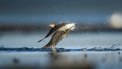 Karacabey Deltasında kuş göçü: Sonbaharın en güzel manzarası