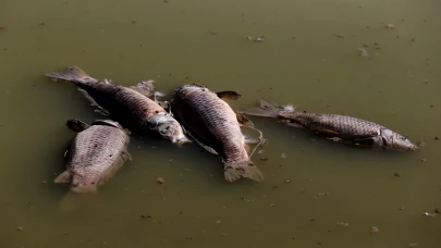 Kayseri'de Tozlu Göleti kıyısında balık ölümleri tespit edildi !