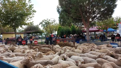 İzmir'de besicilere müjde! 210 küçükbaş hayvan hibesi dağıtıldı