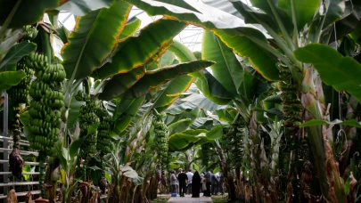 Aras Nehri kıyısında tropikal cennet: İran’ın en büyük serası