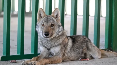 Van'da alıkonulan kurt kurtarıldı: 81 bin lira ceza kesildi