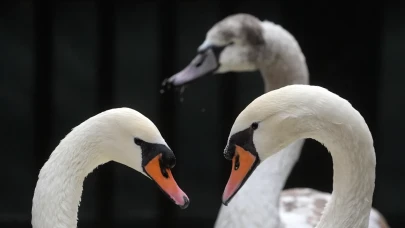 Ankara'nın gözbebeği Kuğulu Park'ta sonbahar temizliği