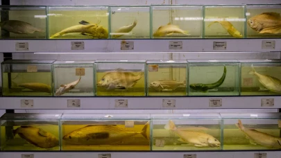 Türkiye'de balık türleri hızla tükeniyor: 550 türden çoğu kayboldu