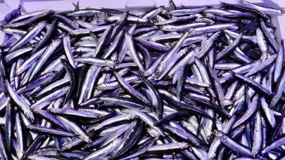 Karadeniz’de bereketli sezon: Hamsi 75 liradan tezgahlarda