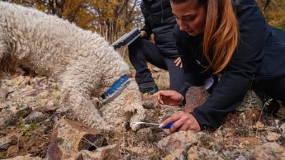 Ankara Üniversitesi'nden dev adım: 120 mantar türü yapay zeka ile sınıflandırılıyor
