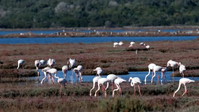Muğla’nın ulusal sulak alanı göçmen kuşlarla doldu