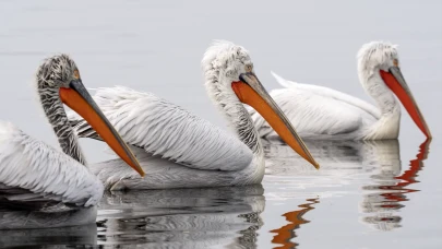 İzmir Körfezi’nin zarif misafirleri: Tepeli pelikanlar