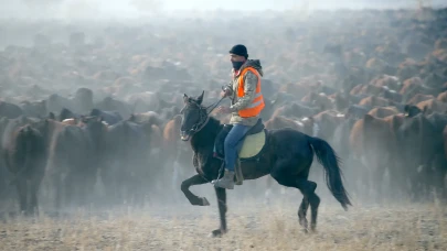 Yılkı atları Ağrı Dağı’ndaki sürülerin vazgeçilmez yardımcısı