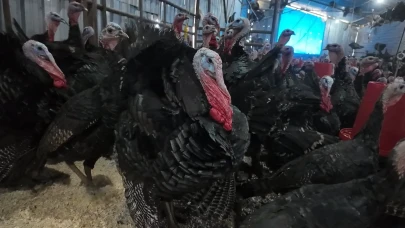 Eflani ve Kandıra’nın doğal hindileri yılbaşı sofralarına hazır