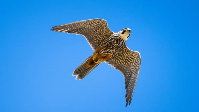 Ovit Dağı’nda eksi 25 derecede doğal yaşam sürüyor