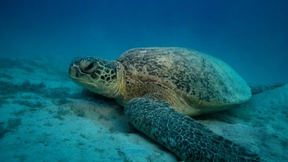 Nesli tehlikede kaplumbağalar Kızıldeniz’de kayda alındı