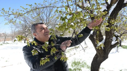 Malatya'daki zirai don kayısı bahçelerini vurdu