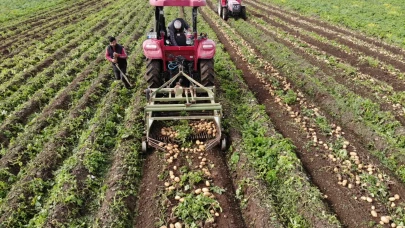 Datça'da turfanda patates hasadı başladı