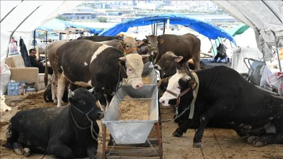 81 ilde alarm : Tüm hayvan pazarları kapatıldı!