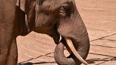 Dünya Fil Günü'nde 'Gabi' için özel menü hazırlandı