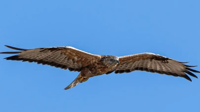 Yozgat'ta Kızıl Şahin gözlemlendi