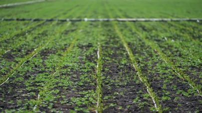 İzmir’de kuraklık besicileri "sorgum sudan" otuna yöneltti