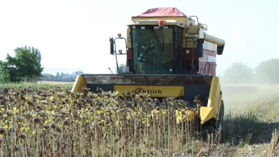 Kırklareli'nde ayçiçeği hasadı tehlikede: Verim yüzde 50 düştü