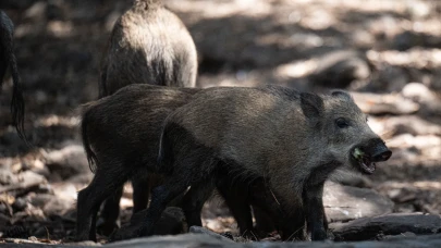 Kuşadası'ndaki milli parkta yaban domuzları alarm verdi