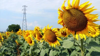 Ayçiçeği tohumu ve ham yağ ithalatında yeni gümrük vergisi düzenlemesi